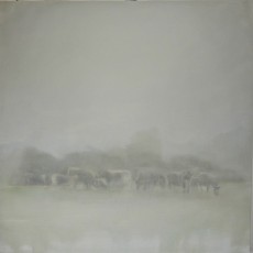'Long Horn Cattle' oil on canvas 70x70cm SOLD